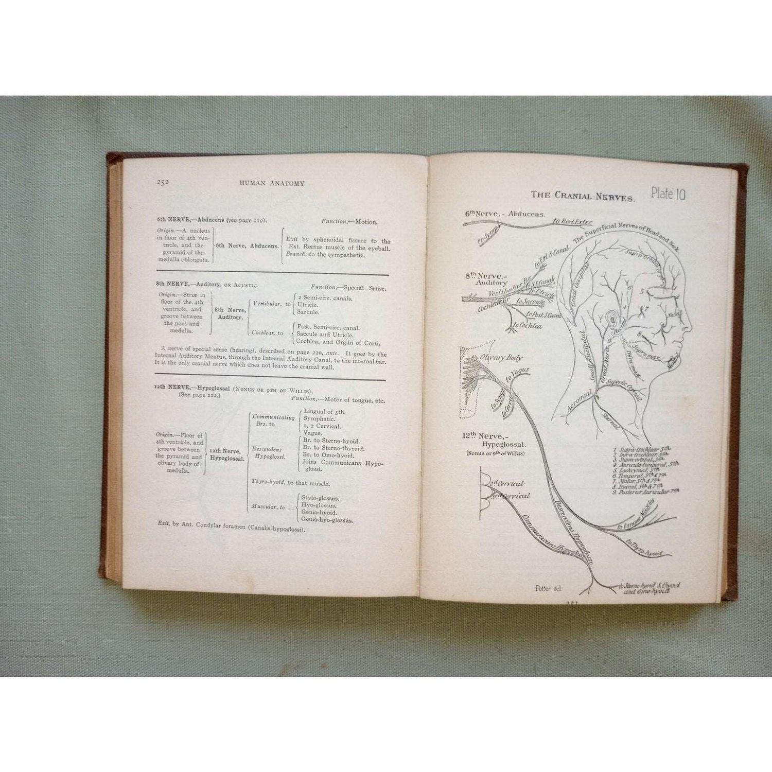 Dr Potter QUIZ-COMPENDS Anatomy 1915 Antique Medical Book Illustrations Arteries