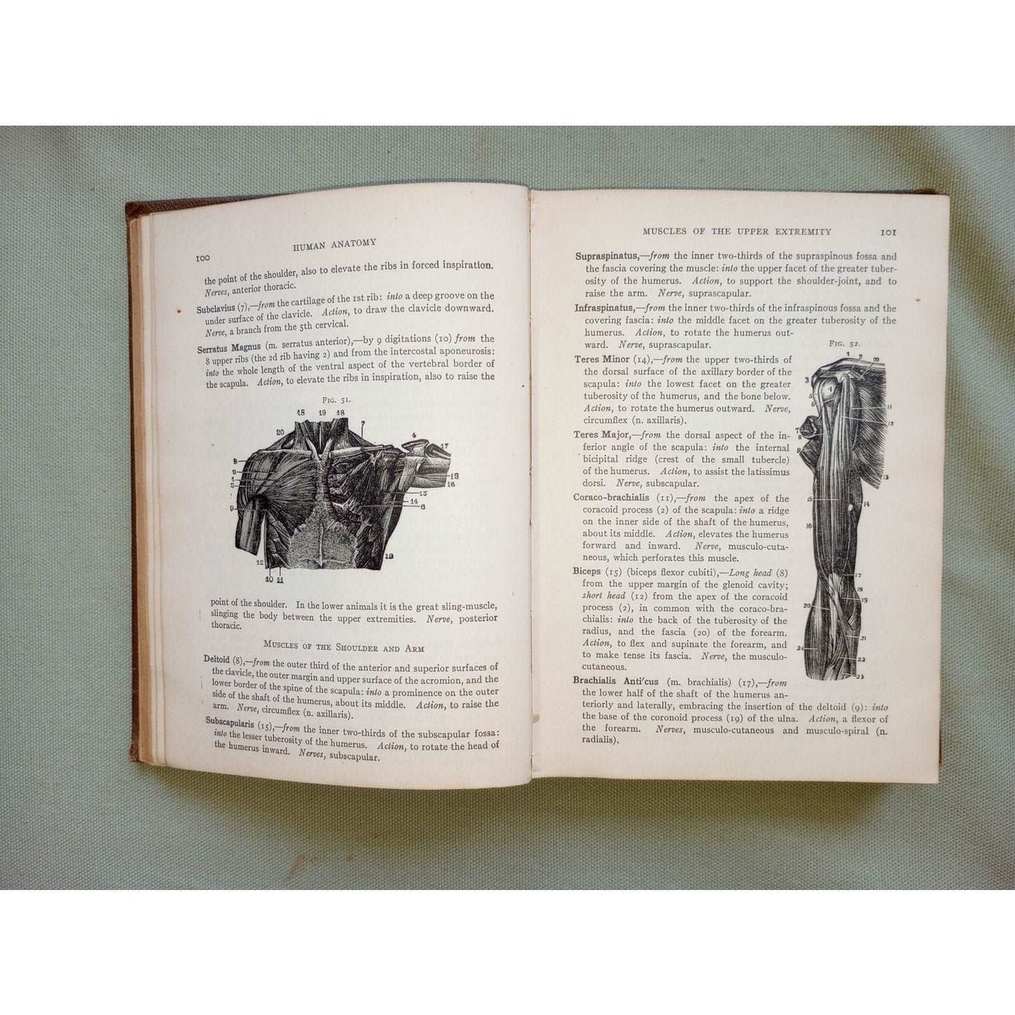 Dr Potter QUIZ-COMPENDS Anatomy 1915 Antique Medical Book Illustrations Arteries