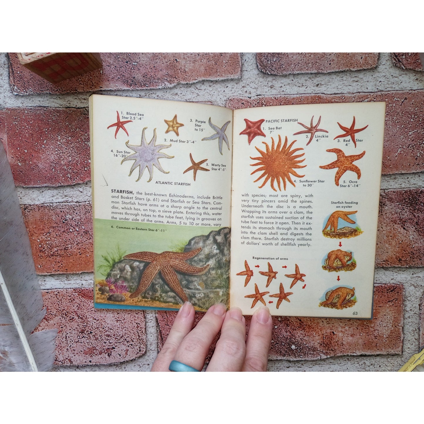 Golden Nature Guide Seashores & Zoology Vintage Marine Subjects Sea Life Animals